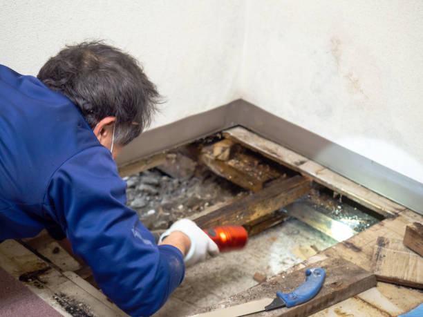 Best Attic Mold Remediation in Cedar Knolls, NJ