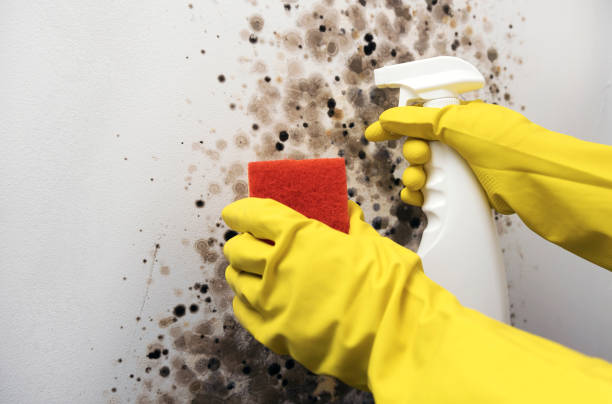 Best Basement Mold Remediation in Cedar Knolls, NJ